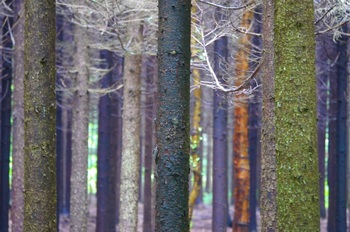 森林公園2.jpg